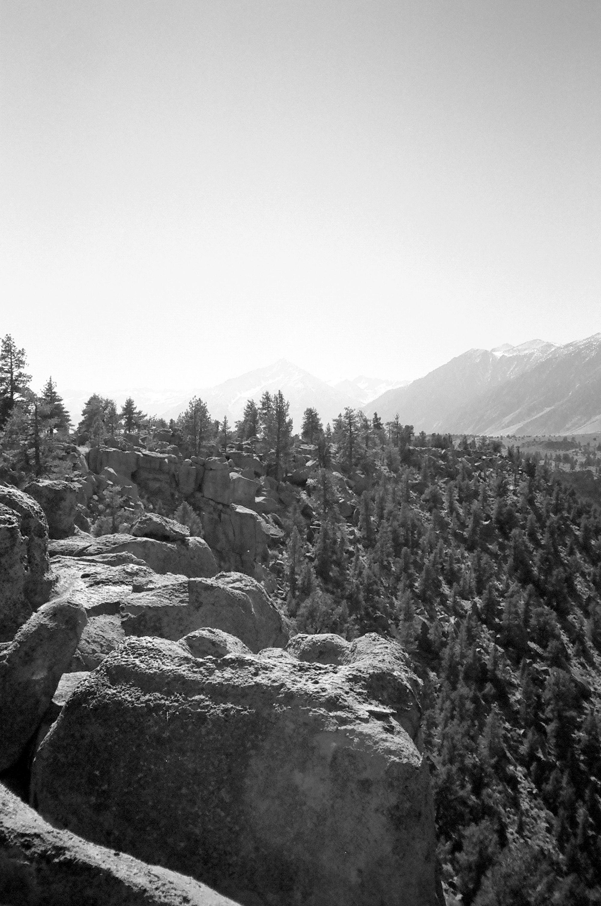 Treeline at the catacombs