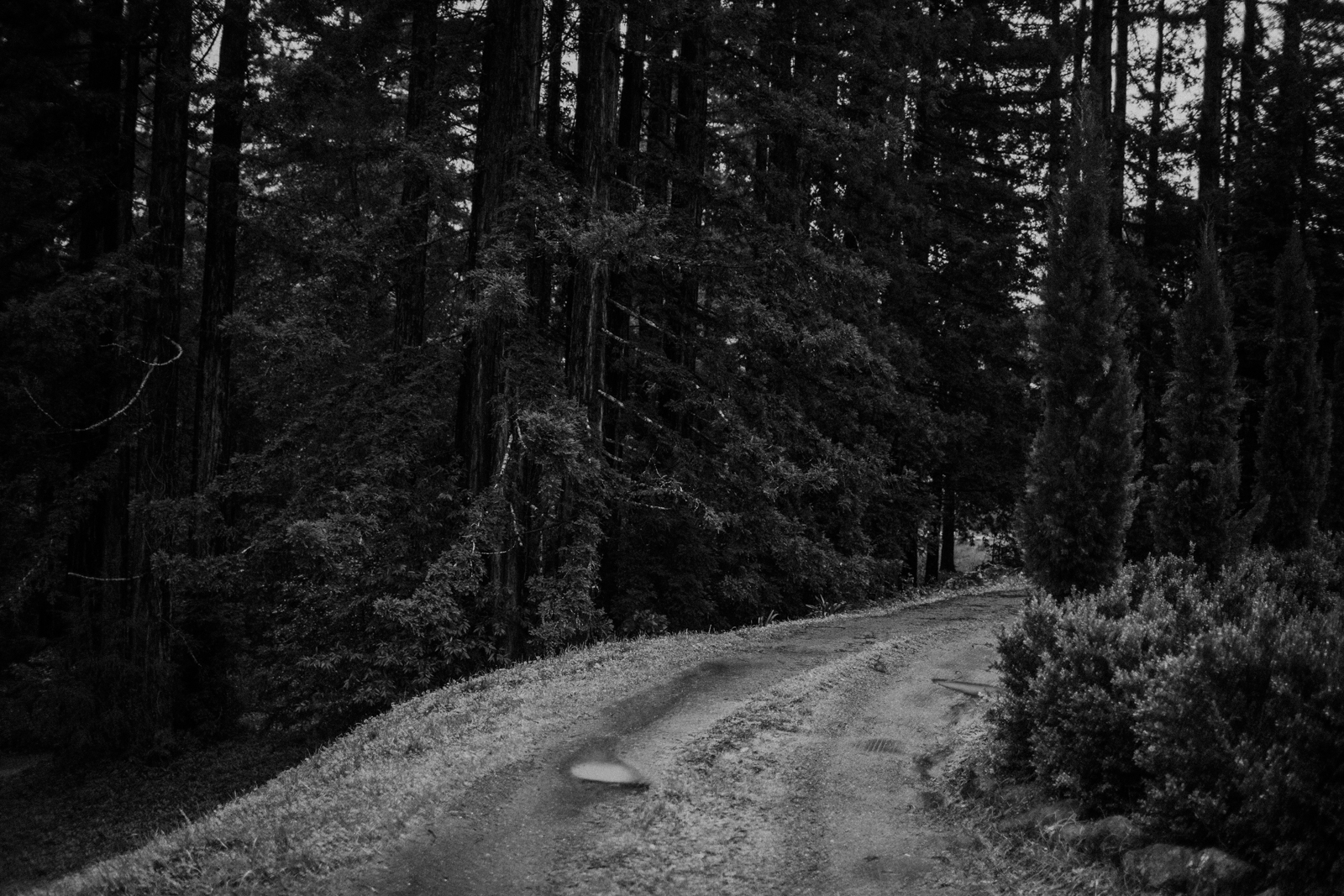 northern california forest