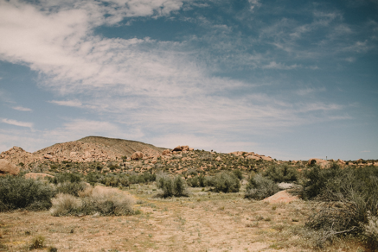 joshua tree desert landscape